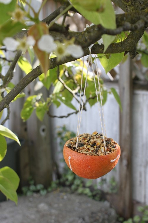 Citrus Cup Bird Feeders