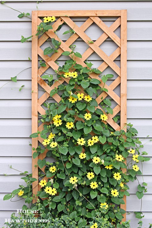 How To Grow Black Eyed Susan Vine