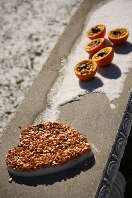 Simple Bird Feeder With Snow Corn And Chestnuts