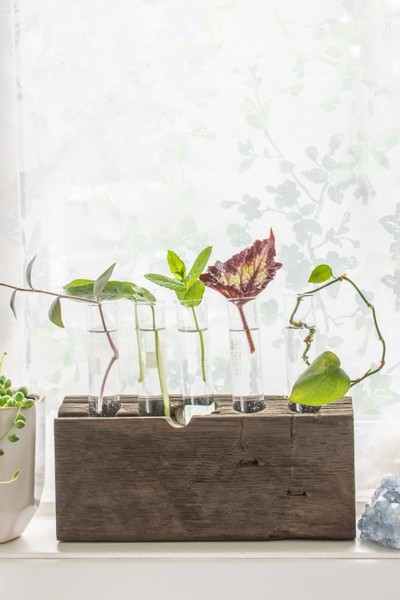 Make A Tube Plant Propagation Station