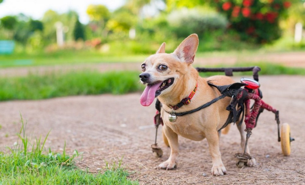 DIY Best Dog Wheelchairs