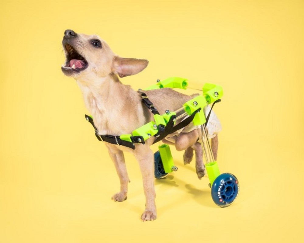 DIY Custom Canine Dog Wheelchair