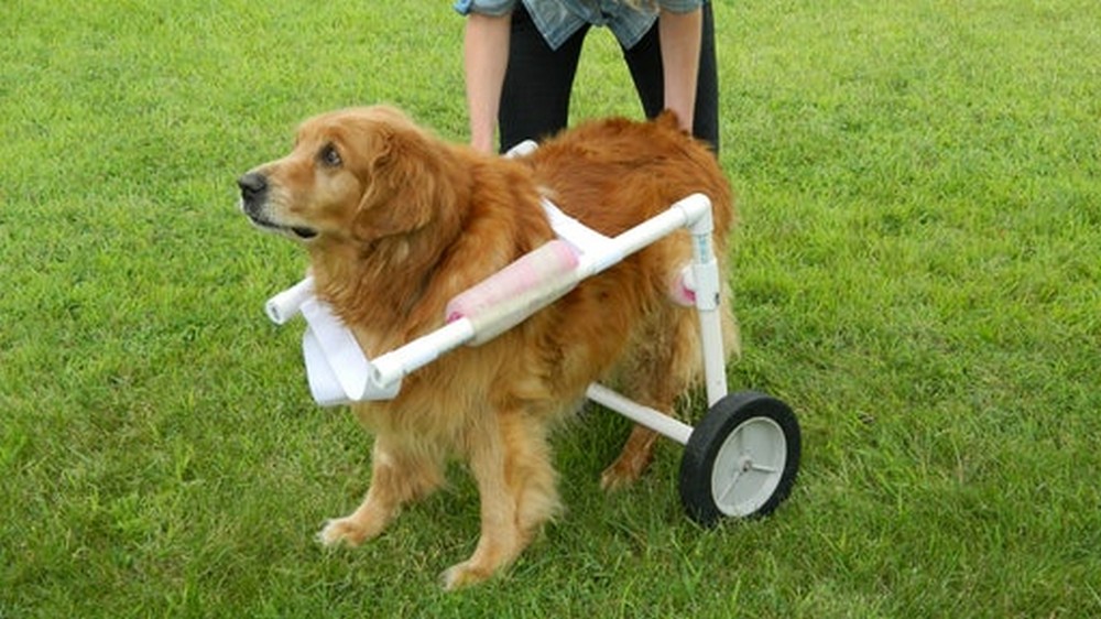 DIY Internal Ramblings Doggy Wheelchair