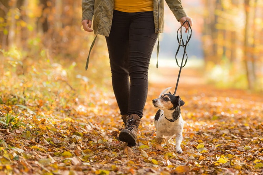 How To Make A Dog Harness Out Of Rope