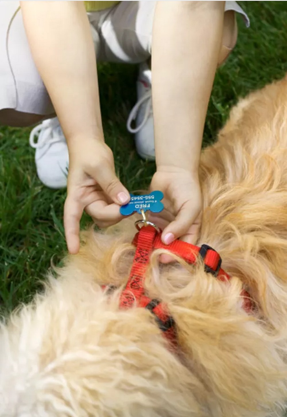 How To Make A Homemade Dog Harness