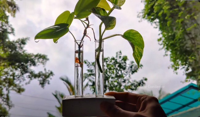 Simple Test Tube Planters