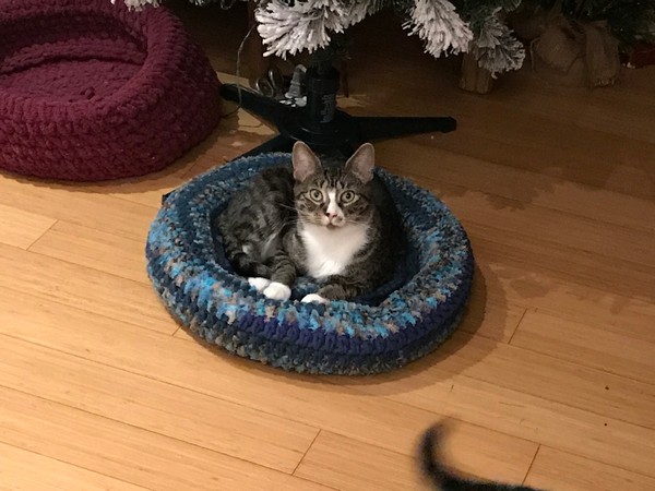 Free Crochet Padded Rim Cat Nap Bed Pattern