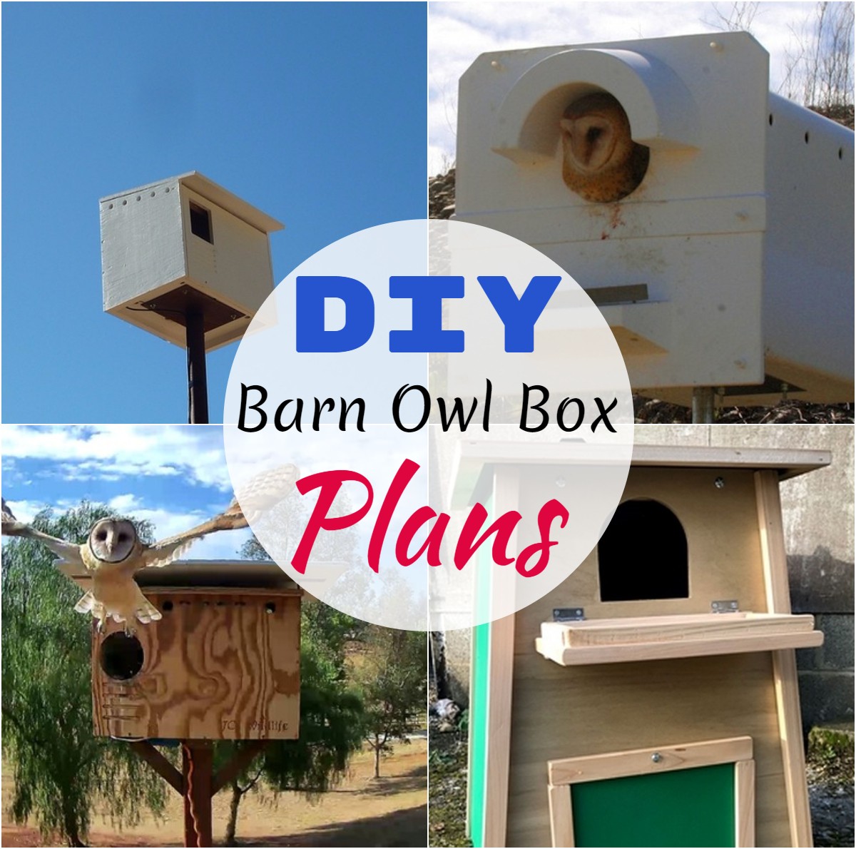 DIY Barn Owl Box Plans 1