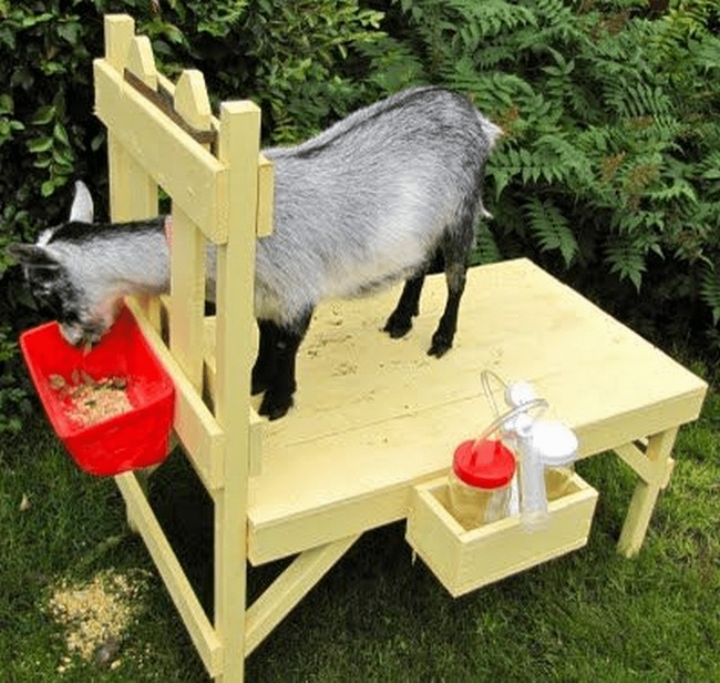 How to Build a Goat Milking Stand