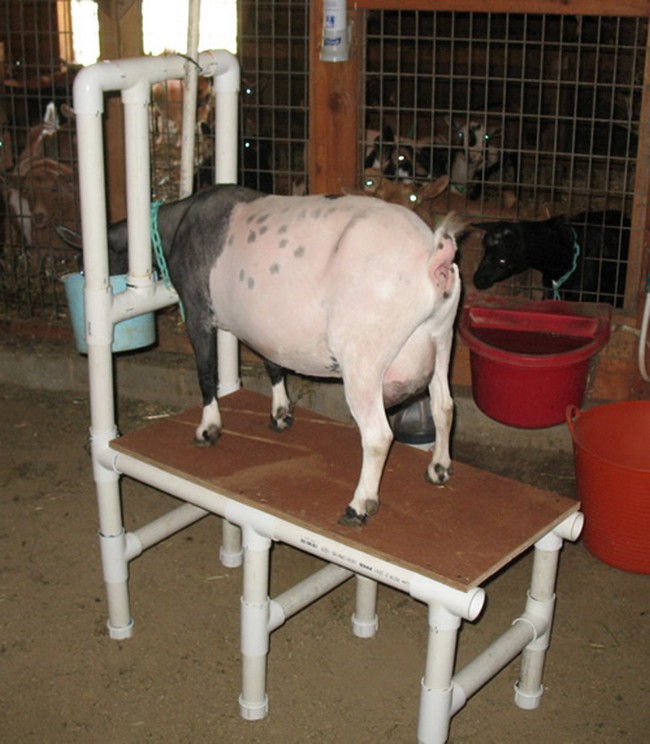 PVC Goat Milking Stand