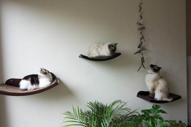 DIY Cat Shelves