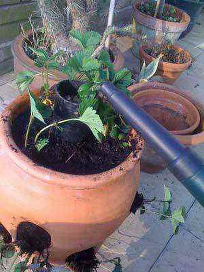 Easy Watering Planter