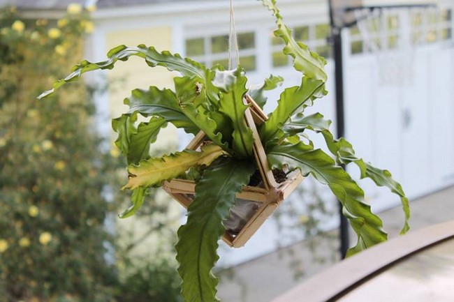 DIY Modern Hanging Planter