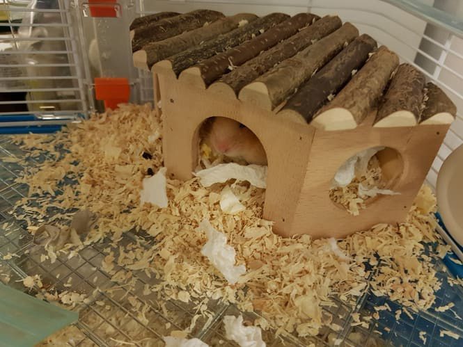 DIY Hamster Hideout Idea