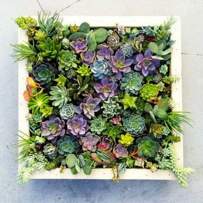 DIY Succulent Frame or Succulent Wall Planter