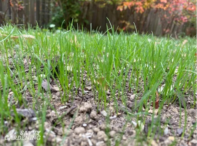 Grow A Cheap Lawn From Seed