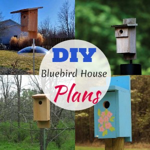 DIY Bluebird House Plans