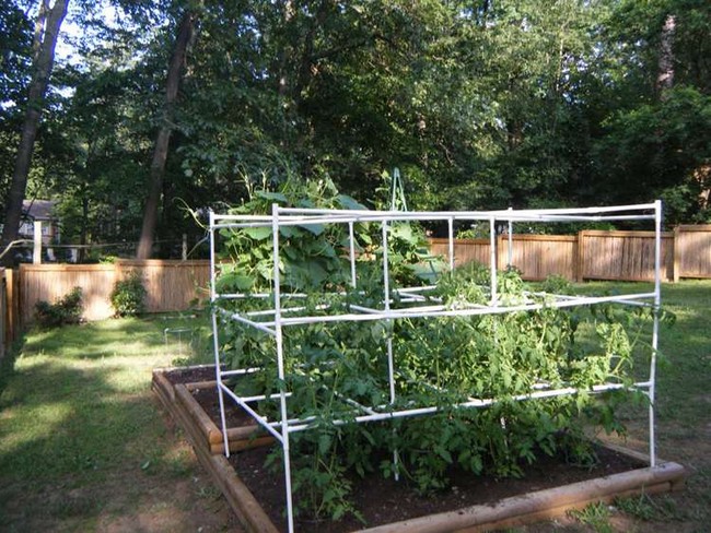 DIY Tomato Cage With PVC Pipe