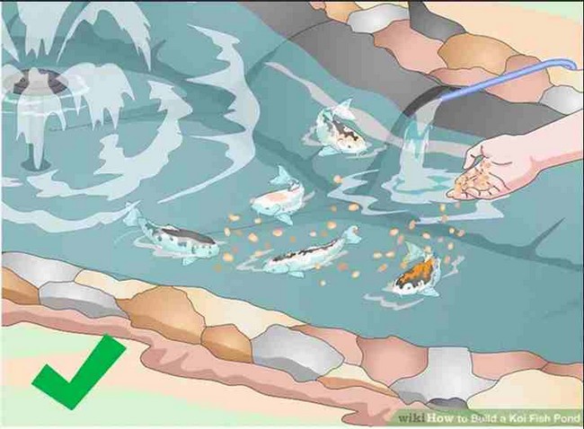 How To Build A Koi Fish Pond