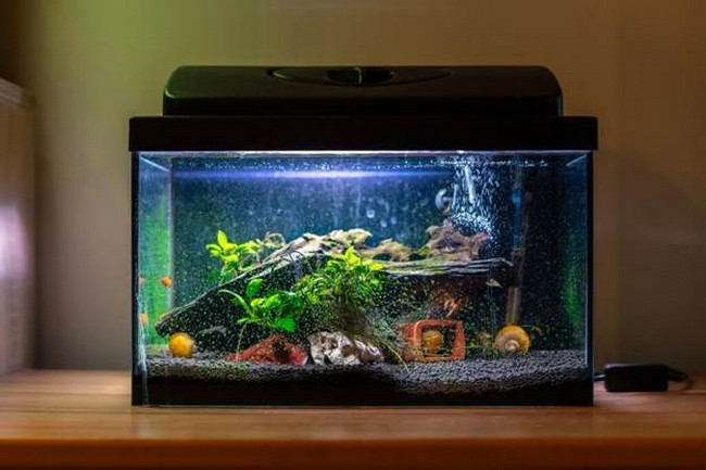 How To Build An Aquarium At Home