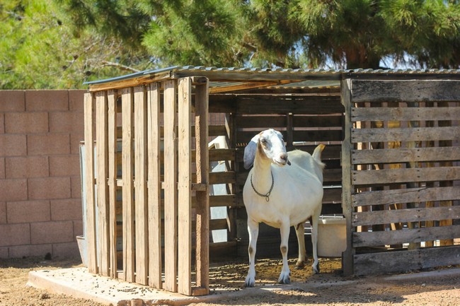 Make A Free Goat House From Pallets