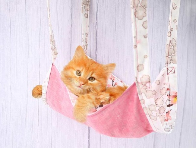 DIY Cat Hammock