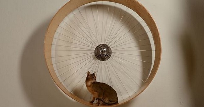 DIY Cat Wheel