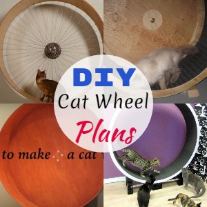 DIY Cat Wheel Plans