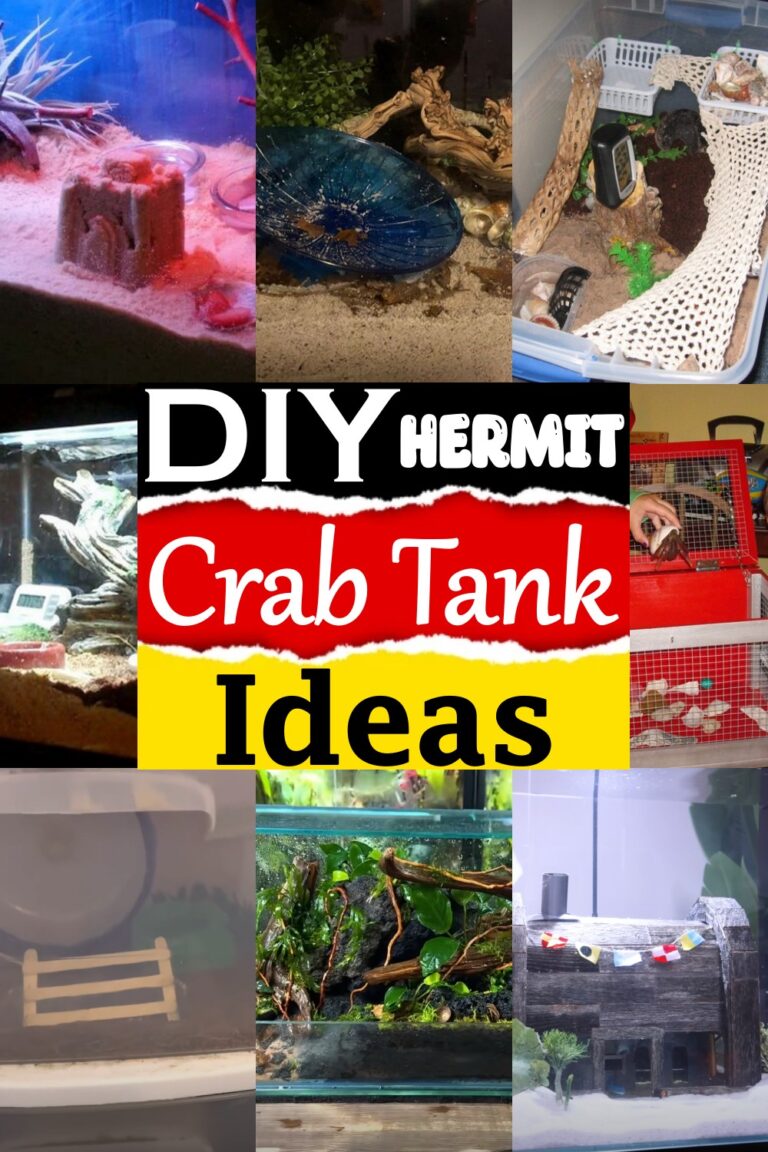 20 DIY Hermit Crab Tank Ideas For Crabs To Have Fun DIYnCrafty   DIY Hermit Crab Tank Ideas 768x1152 