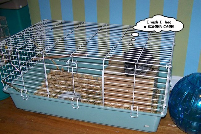 DIY Huge Chinchilla Cage