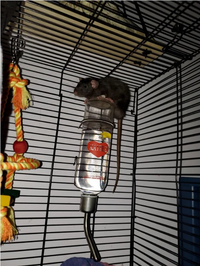 DIY Rat Toys Cage Accessories