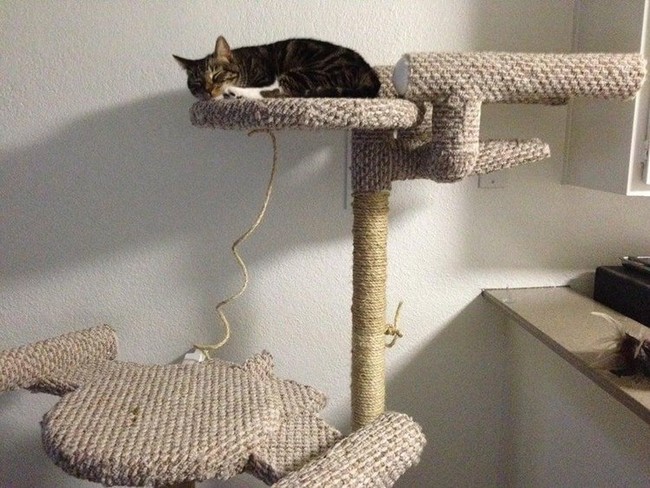 Star Trek Cat climbing 