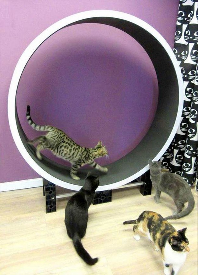 easy to make exercise wheel for feline 