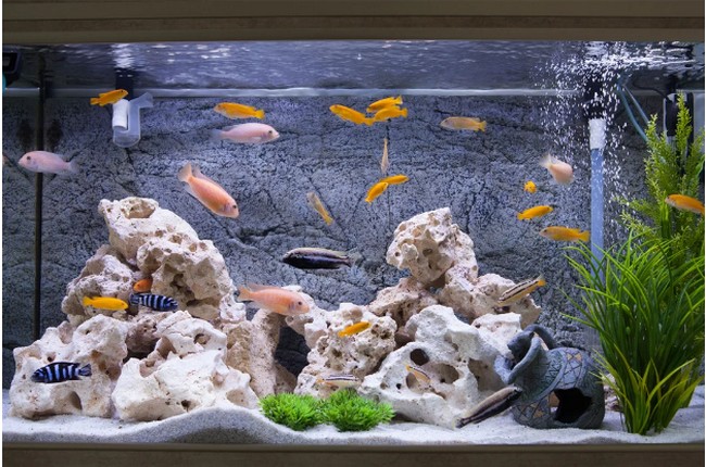 How To Paint The Background Of Your Aquarium (DIY Aquarium Background) —  Bay Area Aquatics