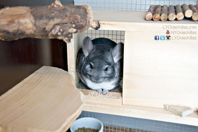 How To Set Up A Chinchilla Cage