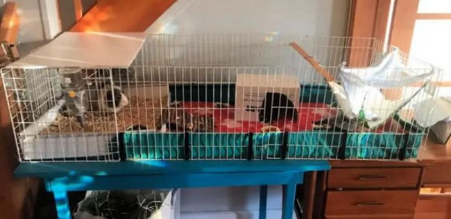 Iron Guinea Pig Cage