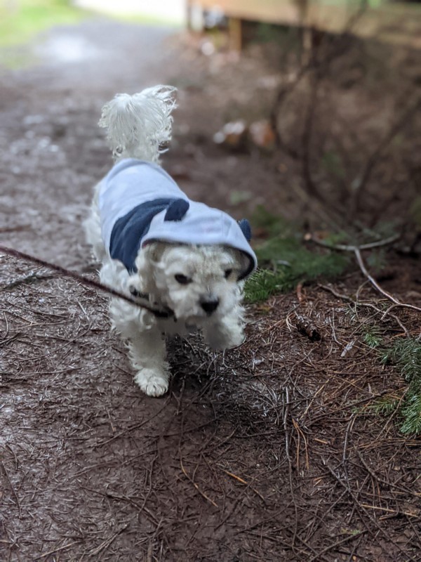 Panda Costume For Dogs