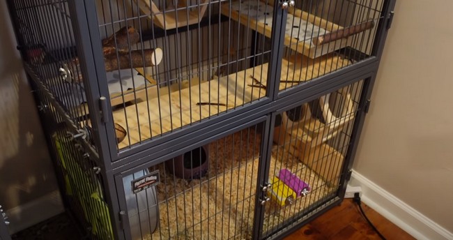 What Do Chinchilla Cages Need