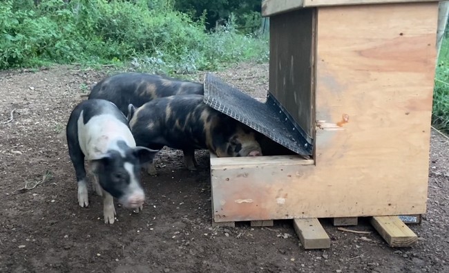 19 Homemade Diy Pig Feeder Plans Diyncrafty