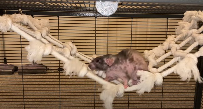 DIY Net For Your Rat Cage