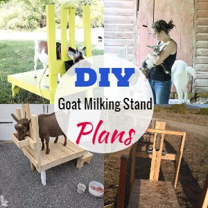 DIY Goat Milking Stand Plans