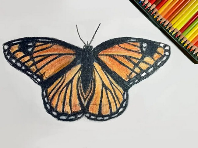 Butterfly Drawing Tutorial