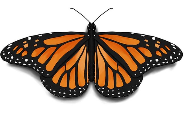 How To Draw A Monarch Butterfly Easily