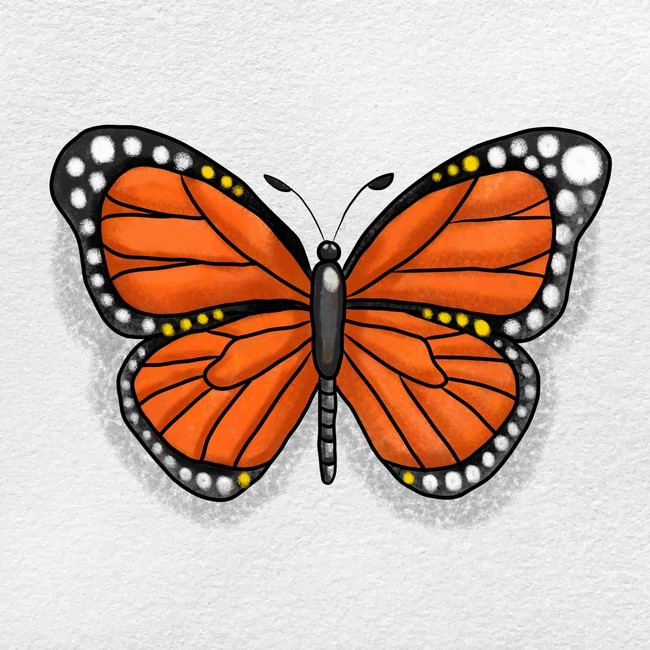 Monarch Butterfly Drawing