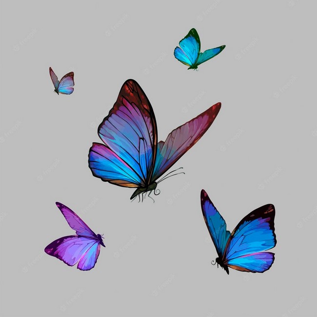 Vector Realistic Drawing Of Beautiful Butterfly