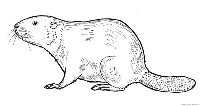  Beaver Drawing Art