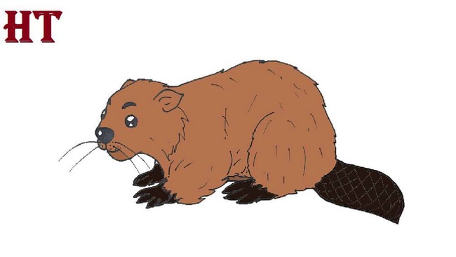  Beaver Drawing