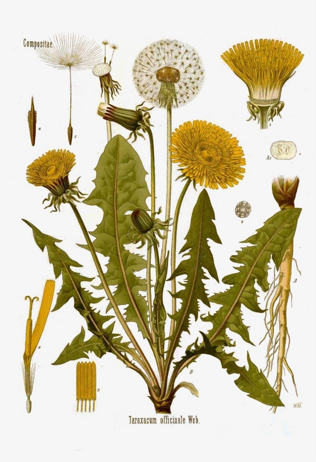 Botanical Dandelion Pull Down Chart Reproduction