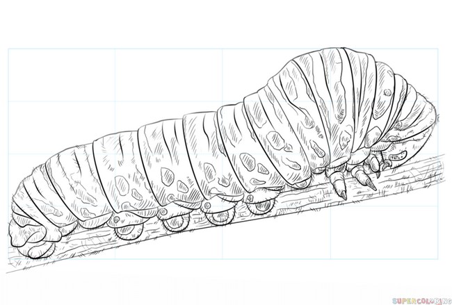 Caterpillar Drawing