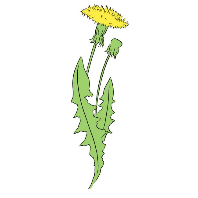 easy to make dandelion sketch